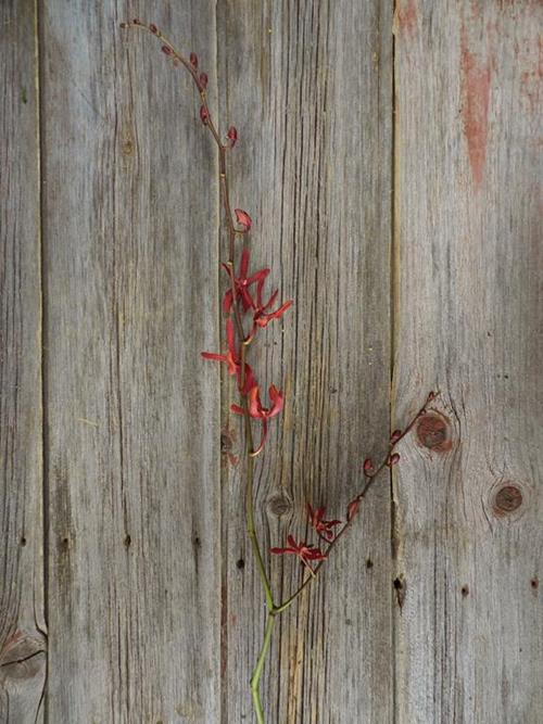 JAMES STORY ARANTHERA  RED ORCHIDS